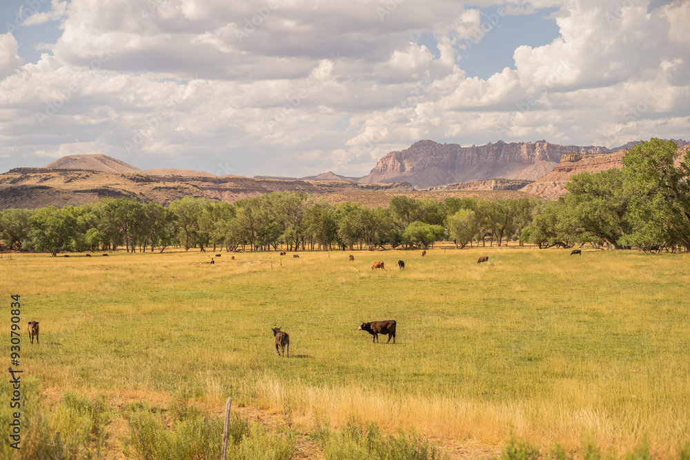 Obraz premium Cattle Desert Ghost Town Field Red Rocks