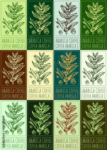 Set of vector drawing ARABICA COFFEE in various colors. Hand drawn illustration. Latin name is COFFEA ARABICA L.

