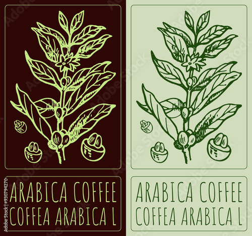 Vector drawing ARABICA COFFEE. Hand drawn illustration. Latin name is COFFEA ARABICA L.
