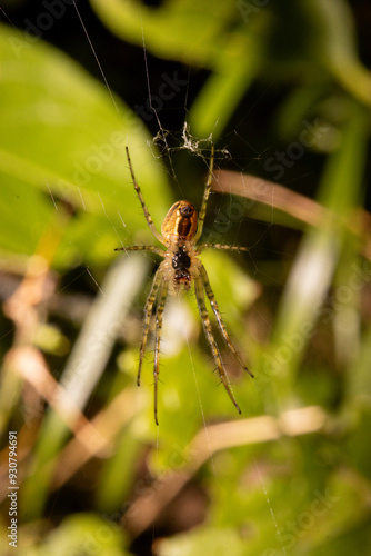 Wallpaper Mural An up close view of the underside of a spider Torontodigital.ca