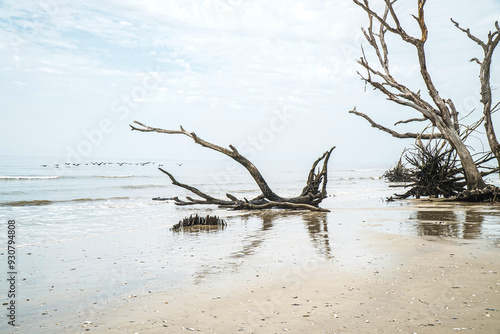 Botnay Bay - A beach full of life and death photo