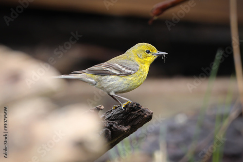 Pine Warbler New world warbler bird photo