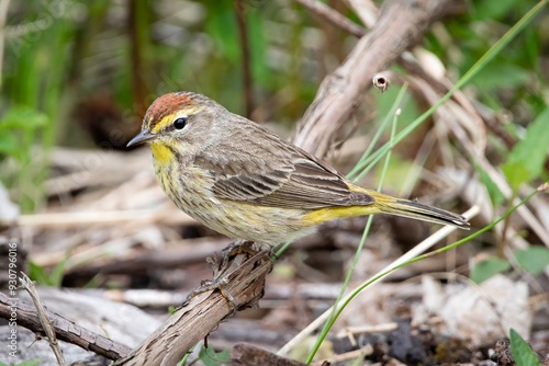 Palm Warbler New world warbler bird