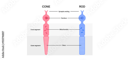 Photoreceptors medical poster