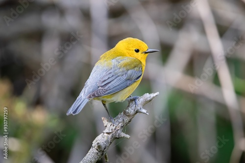 Prothonotary Warbler New world warbler bird