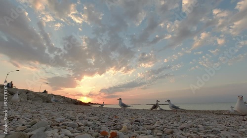 Gabbiani in riva al mare che volano, risoluzione 4k