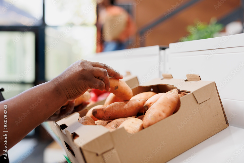 Obraz premium Shopkeeper holds organic sweet potatoes from carton at environmentally conscious shop. Vendor stocking shelves with homegrown produce in preparation to sell to clients interested in nutritious eating.