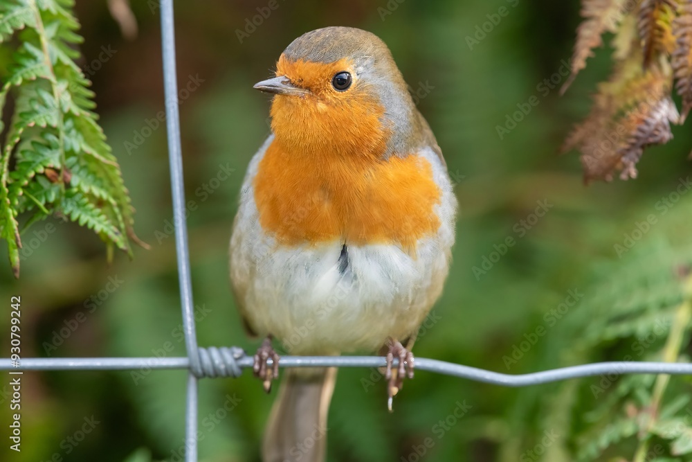 Portrait of a European robin (erithacus rubecula) perching on a wire fence Portrait of a European robin (erithacus rubecula) perching on a wire fence