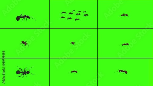 3D Ants Insect nine motion clip pack in one frame walking, attacking animation with all view on green screen, 4k little ant Insect running render on chroma key background