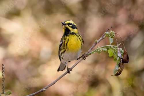 Townsend's Warbler New World Warbler Bird