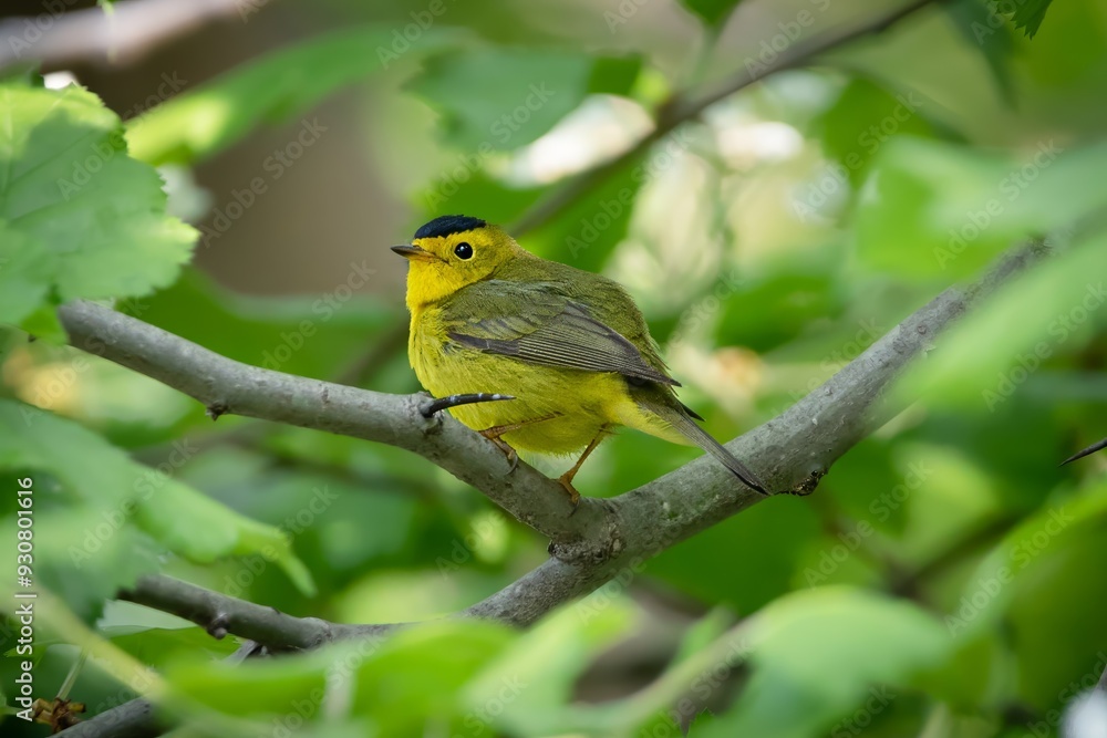 Obraz premium Wilson's warbler New World Warbler Bird