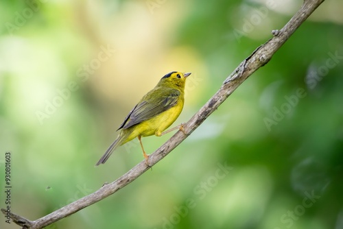 Wilson's warbler New World Warbler Bird