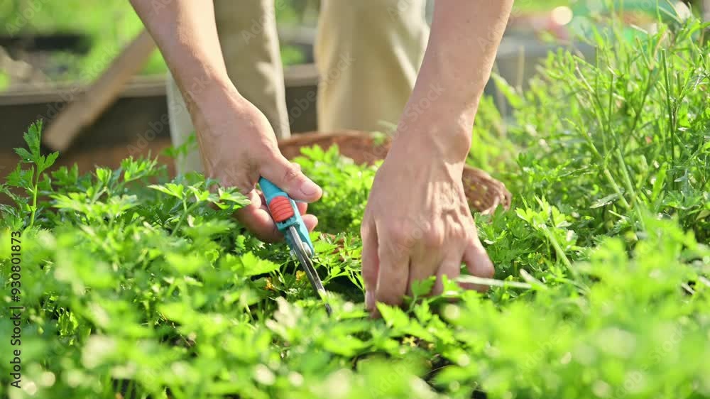 Close up of hands with garden shears cutting parsley herb crop Close up of hands with garden shears cutting parsley herb crop