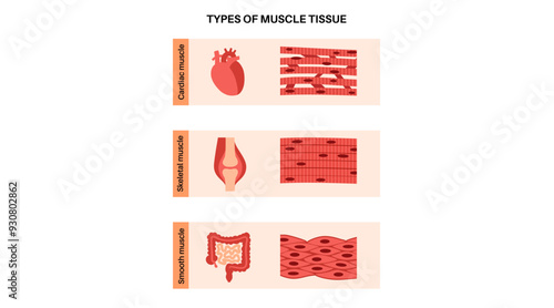 Human muscle tissues