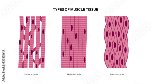 Human muscle tissues