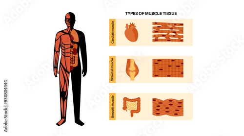 Human muscle tissues