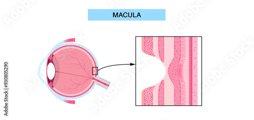 Macula fovea and foveola