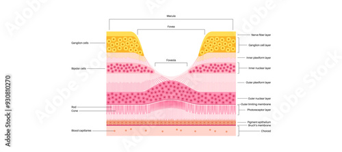 Macula fovea and foveola