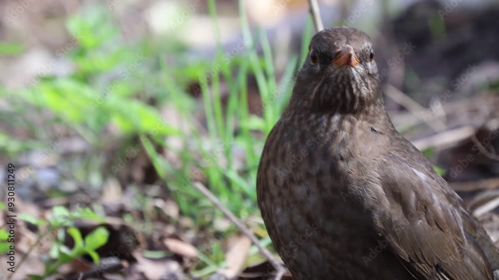 A thrush with vibrant plumage flits through emerald green grass, its song filling the air. A thrush with vibrant plumage flits through emerald green grass, its song filling the air.