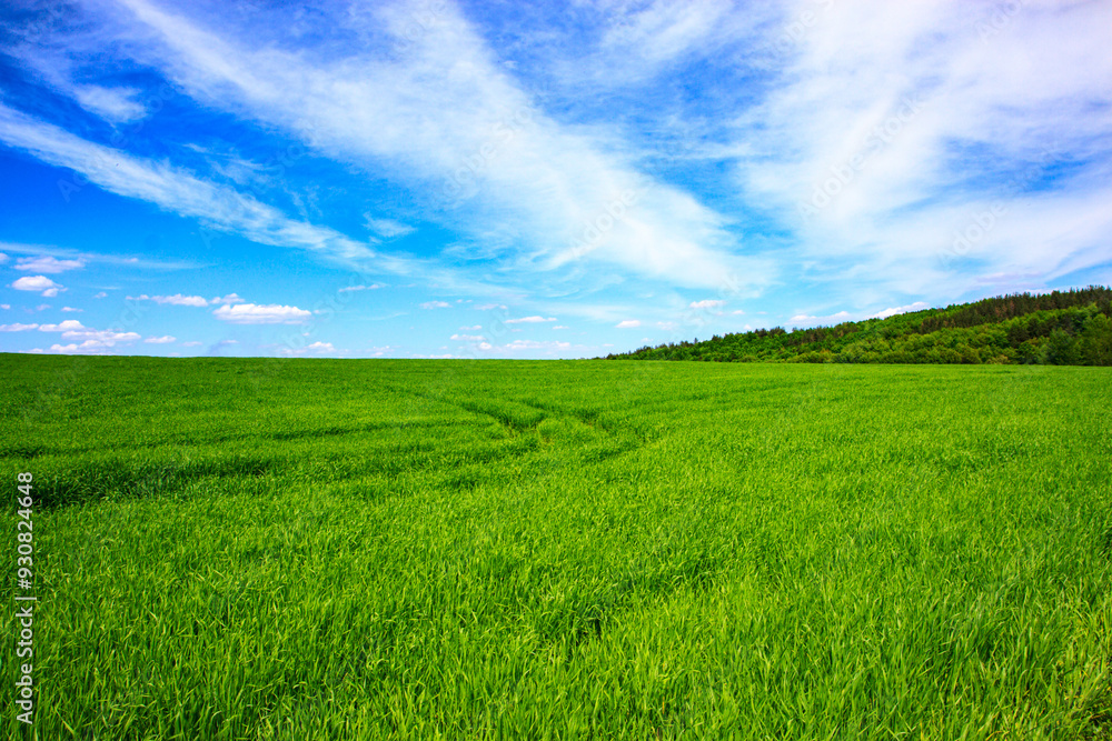 Bright green field and blue spring sky with clouds. Fresh thick grass. Countryside landscape. Bright green field and blue spring sky with clouds. Fresh thick grass. Countryside landscape.