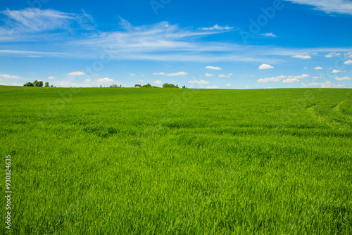 Bright green field and blue spring sky with clouds. Fresh thick grass. Countryside landscape.