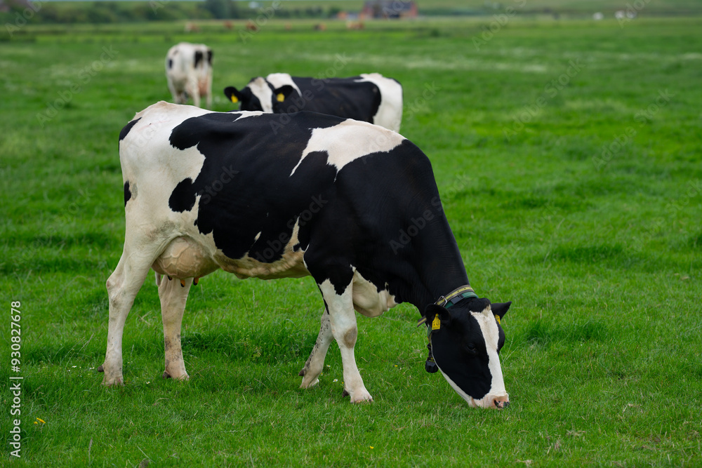 Cow on a summer pasture. Herd of cows grazing in Alps. Holstein cows on summer pasture. Mature cow at grass field. Cows eating grass at pasture. Cow Farm. Cows grazing at pasture. Cow on a summer pasture. Herd of cows grazing in Alps. Holstein cows on summer pasture. Mature cow at grass field. Cows eating grass at pasture. Cow Farm. Cows grazing at pasture.