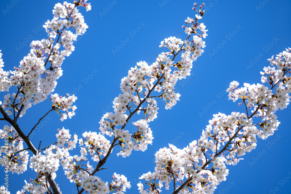 Spring flower background. Spring Cherry blossom Trees. Spring flowers pattern. White cherry blossom at Spring time. Spring flower background. Spring Cherry blossom Trees. Spring flowers pattern. White cherry blossom at Spring time.