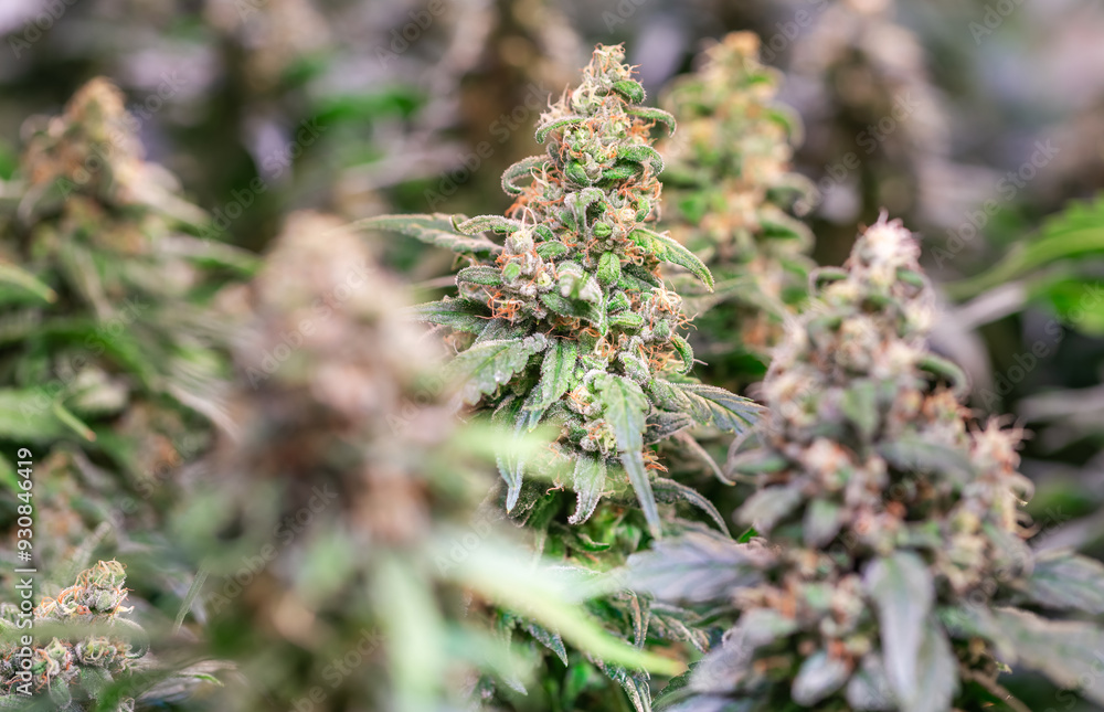 HDR close up shot of a cannabis plant blossom HDR close up shot of a cannabis plant blossom