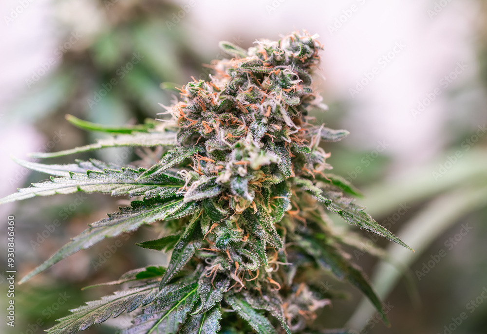 HDR close up shot of a cannabis plant blossom HDR close up shot of a cannabis plant blossom