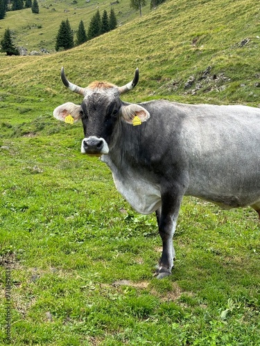 Wallpaper Mural cow in the meadow Torontodigital.ca