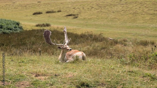 Deer park near Sevenoaks, UK  photo