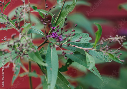 Close-up shot of a purple western ironweed (Vernonia baldwinii) flowers in a field photo