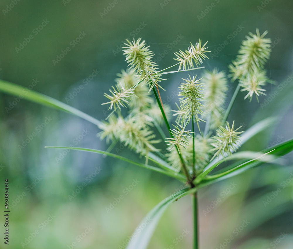 Indiana native cyperus esculentus Indiana native cyperus esculentus