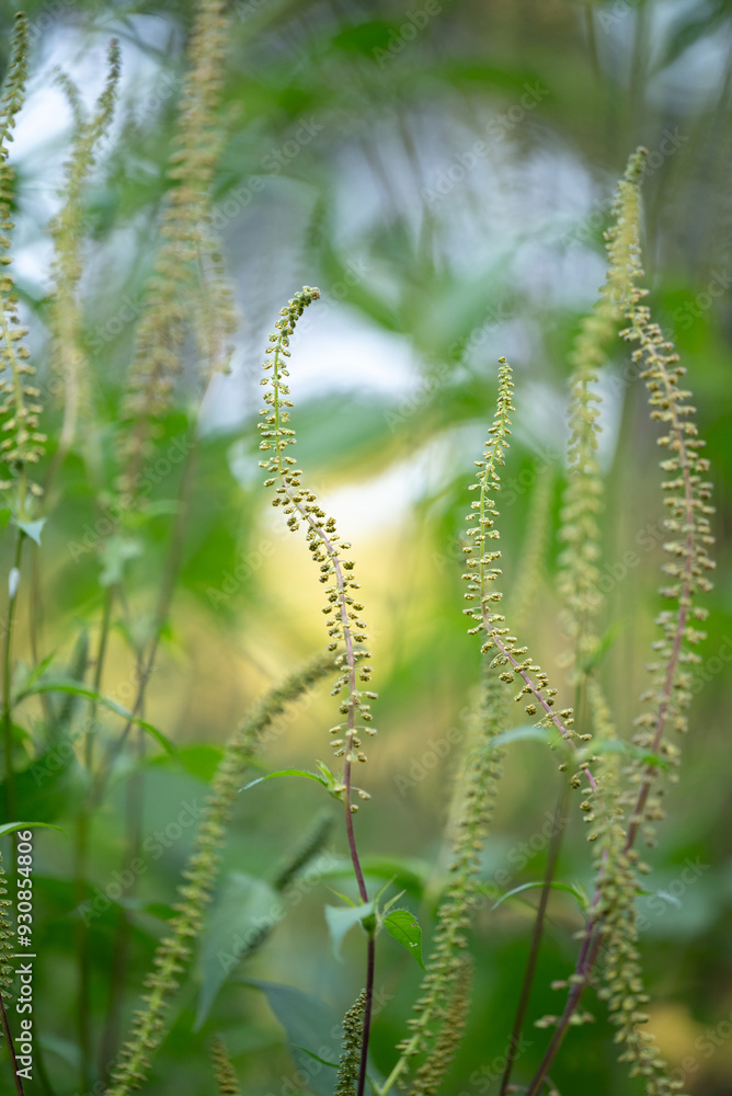 close up of ragweed close up of ragweed