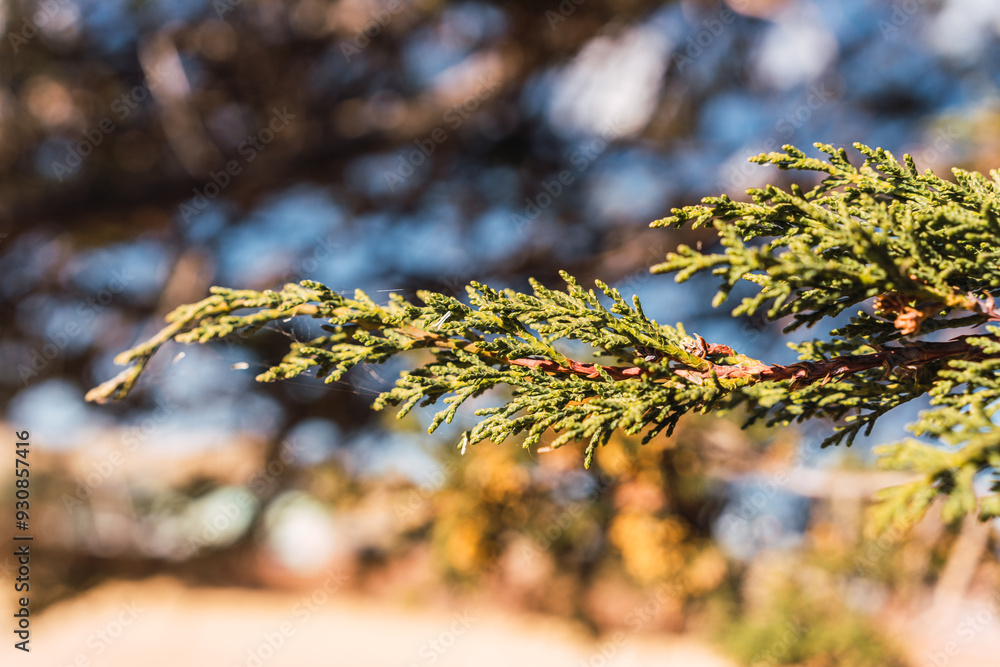 Pine tree branch with pine nuts with blue sky background on a sunny day