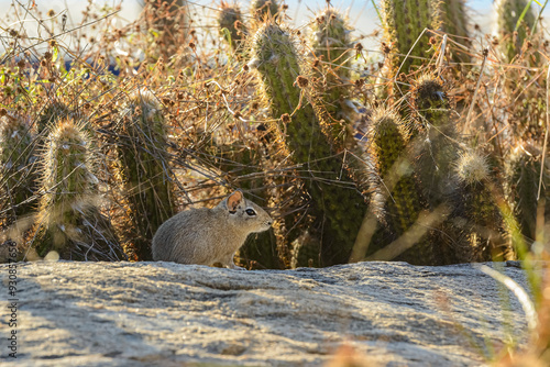 Cavia aperea or prea is a rodent widely distributed in the Caatinga biome in the northeast region of Brazil. photo