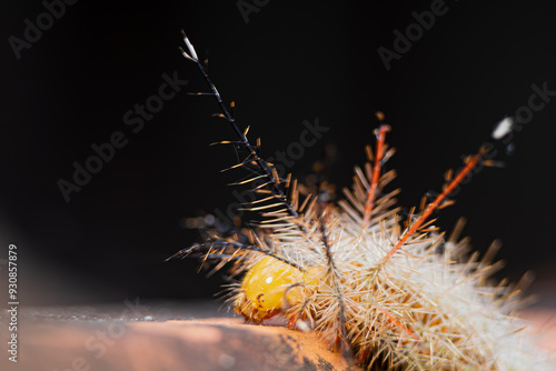 Pseudautomeris  luteata close up walking 
 photo