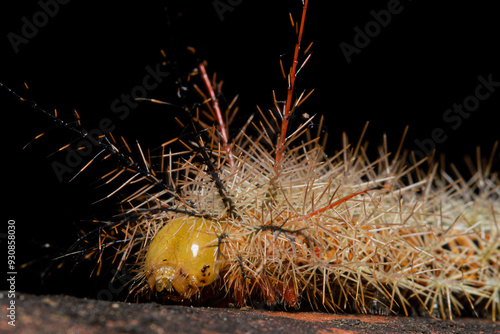 Pseudautomeris  luteata close up walking 
 photo