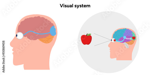 Optic nerve eye anatomical. Medical illustration