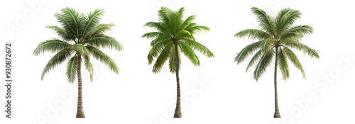 Palm trees isolated on transparent background