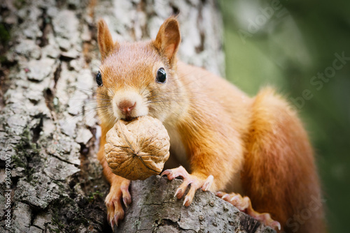 squirrel with a large walnut in its mouth looks down curiously from a tree photo