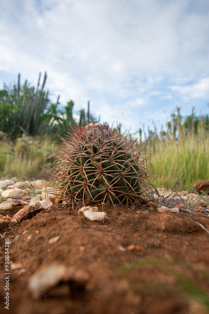 Road to the mountain. Arid mountains. Paths through the mountains with cacti and xeric vegetation. Red earth. Road to the mountain. Arid mountains. Paths through the mountains with cacti and xeric vegetation. Red earth.