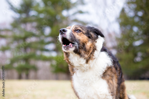 Konstfotografi A reactive mixed breed dog barking outdoors
