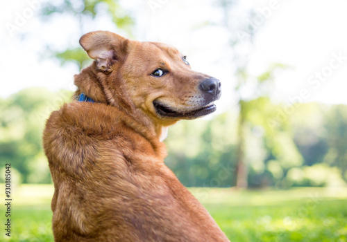 A Retriever mixed breed dog looking over its shoulder with a funny expression on its face