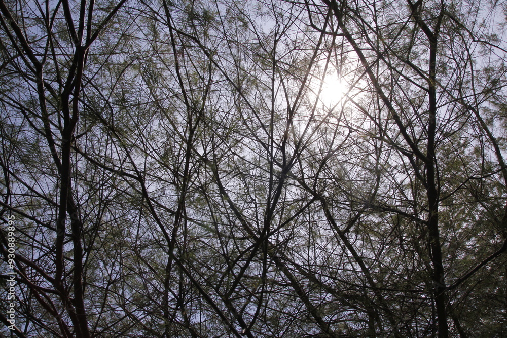 Defocused background of irregular pine tree branches with sunlight from behind Defocused background of irregular pine tree branches with sunlight from behind