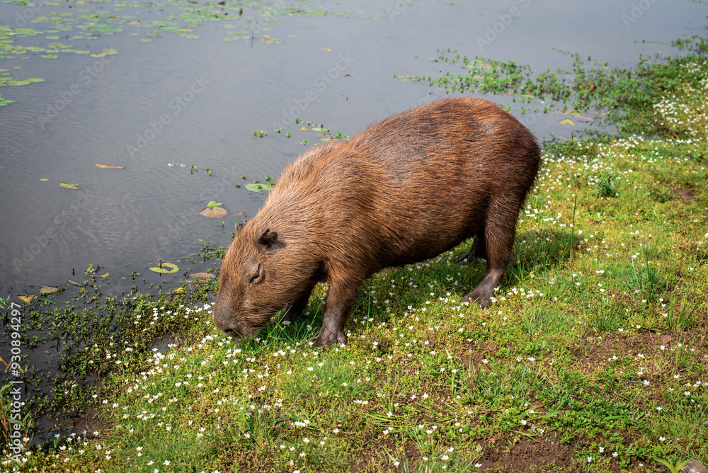 Maravillosa fauna de los Esteros del Iberá en la provincia de Corrientes, Argentina, entre los que se destacan el yacaré, el ciervo y el carpincho. Fauna autóctona en estado salvaje. Maravillosa fauna de los Esteros del Iberá en la provincia de Corrientes, Argentina, entre los que se destacan el yacaré, el ciervo y el carpincho. Fauna autóctona en estado salvaje.