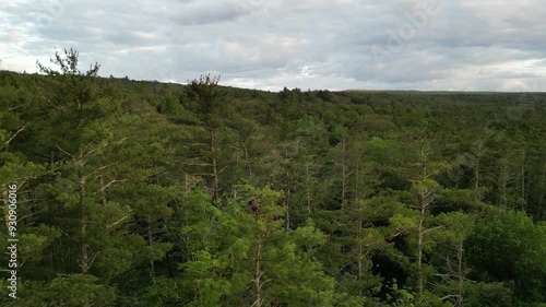 flying above treetops to reveal conifer forest (dense nature natural world view) parallax drone flying rising lowering same time (tree trees deciduous pine cones) beautiful hiking woodland woods  photo