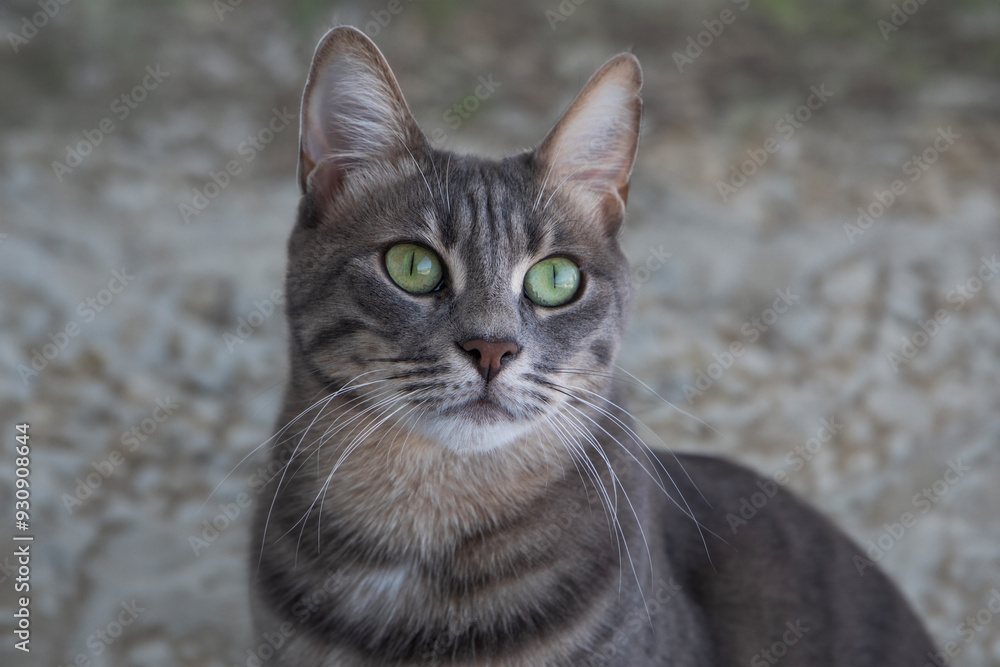 portrait of a cat portrait of a cat