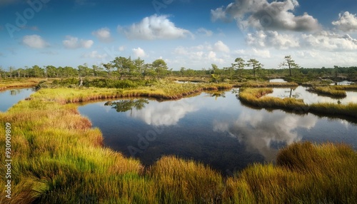 salt marsh ecosystem with diverse plant life and reflective pools of water