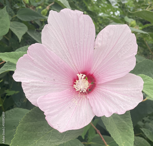 Pretty Pink Flower photo